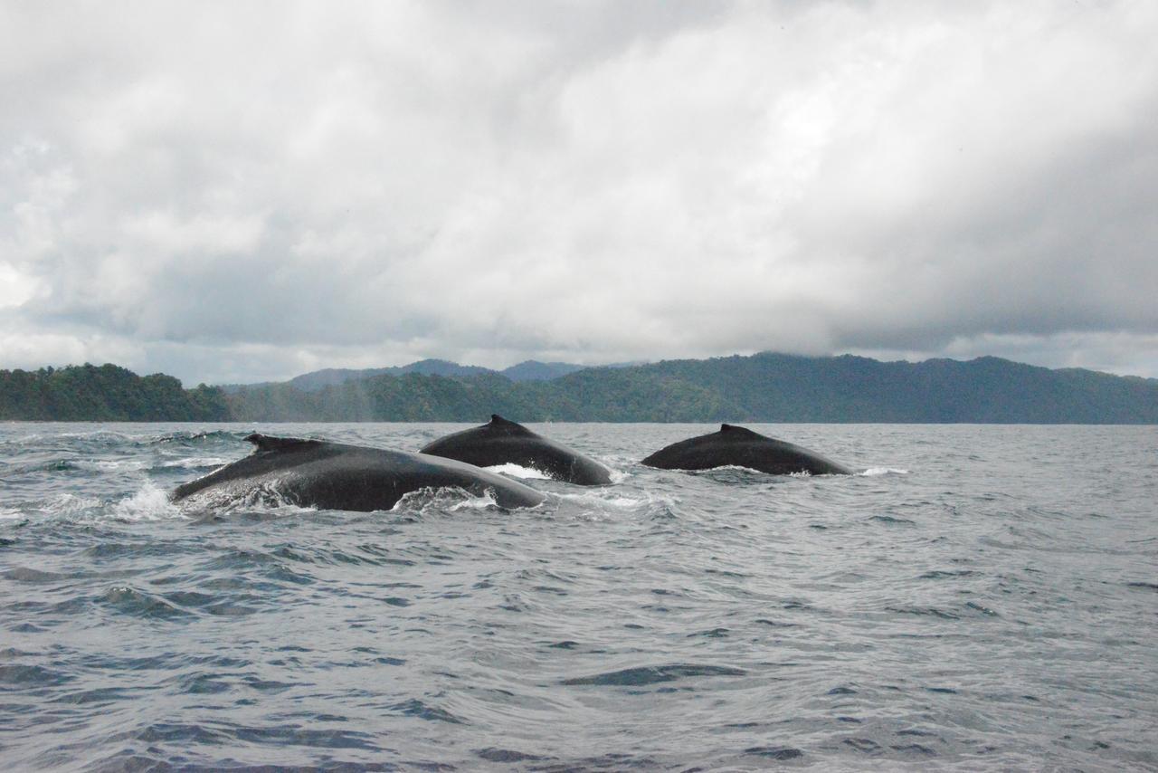 Posada Turistica Rocas De Cabo Marzo บาเยีย โซลาโฯ ภายนอก รูปภาพ
